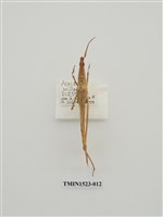 藏品(直翅目)的圖片